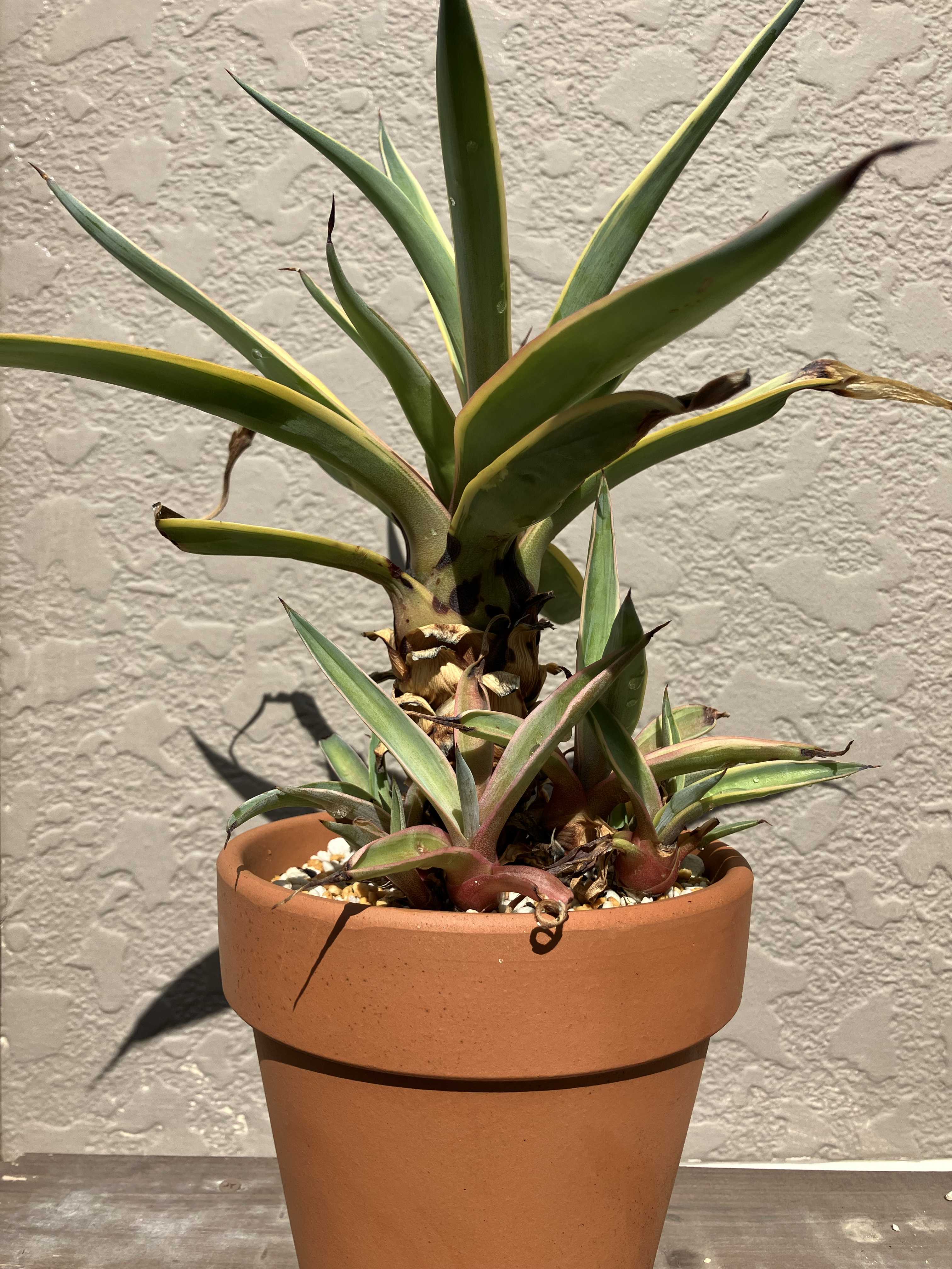 大特価【特大アガベ苗】班入りアングスティフォリア　抜き苗 【子株おまけ付き】 大特価値下【特大アガベ苗】班入りアングスティフォリア 抜き苗 【子株