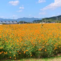 コスモス,とうもろこし,キバナコスモスの画像