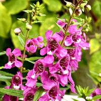 アンゲロニア,アンゲロニア,カサブランカ,デンドロビウム,リンドウの画像