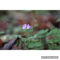 レンゲソウ,ヤマノイモ,元気をありがとう٩( ᐛ )و,季節外れのレンゲソウ,クズのクルクルの画像