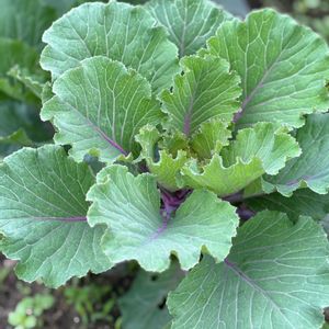 葉牡丹,葉牡丹,キャベツ,キャベツ,種からの画像