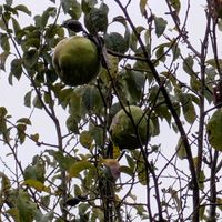 カリン,ヤナギバルイラソウ,八鹿踊り,四国への旅での画像