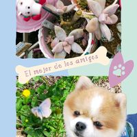 シンゴニウム,サンセベリア マッソニアーナ,植え替え,ネオレゲリア,犬の日の画像