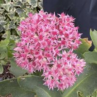 オオベンケイソウの画像