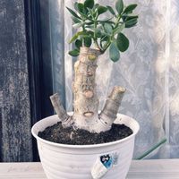 花月,金のなる木,多肉植物,植中毒,剪定の画像