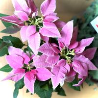 プリンセチア,贈り物,お花のある暮らし,繋がりに感謝,サントリー フラワーズの画像