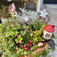 クランベリー,チェッカーベリー,寄せ植えの画像