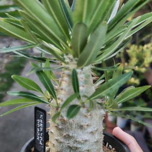 パキポディウム,パキポディウム・グラキリス,多肉植物,観葉植物,塊根植物の画像