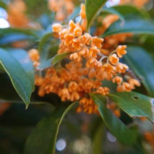 キンモクセイ,散歩,庭園,スマホ撮影,鶴見緑地公園の画像