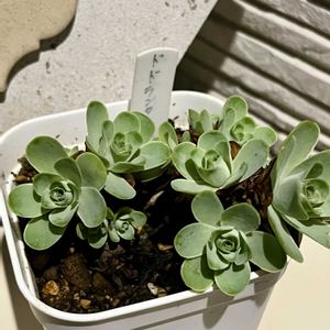 ドドランタリス,植え替え,アエオニウム,多肉のある暮らし,冬型の画像
