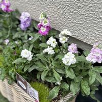 サギナ,八重咲きストック,アイリッシュモス,ストックベイビー,ガーデニングの画像