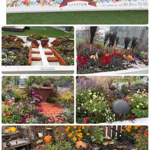 花のある暮らし,屋上庭園,お出かけ先の画像