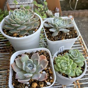 オウンスロー,多肉植物,多肉寄せ植え,エケベリア属,多肉大好きの画像