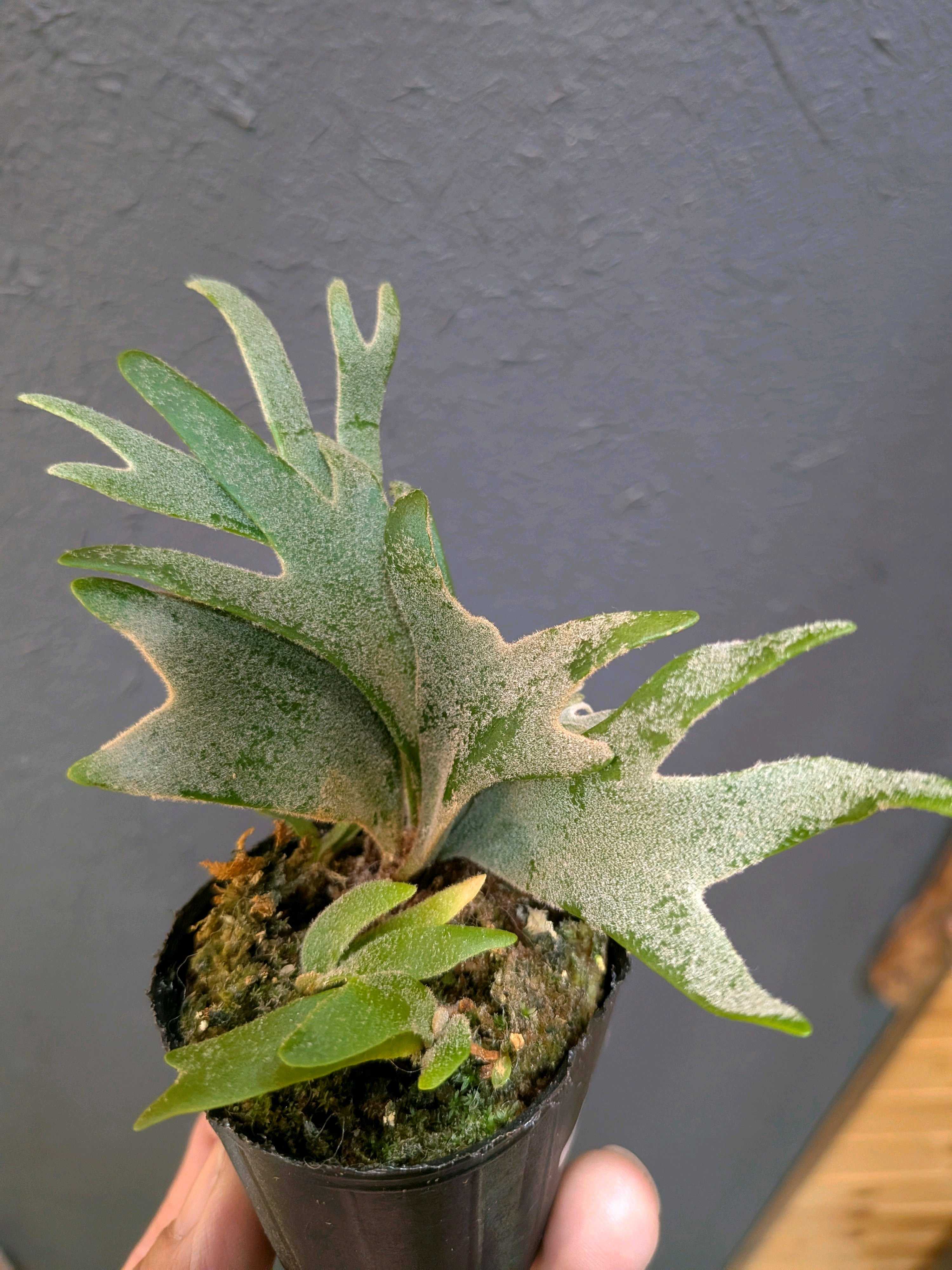 脇芽？ ビカクシダの森