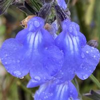 サルビア,お出かけ先にて,雨上がりの出来事の画像