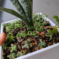 サンスベリア,サンスベリア,パープルヘイズ,モリムラマンネングサ,メランコリーの画像