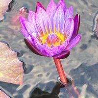 スイレン,翡翠君✨の画像