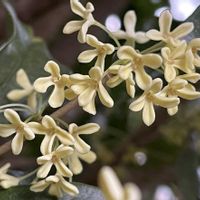 キンモクセイ,ギンモクセイ,いい香り,うちの庭,モクセイ科の画像