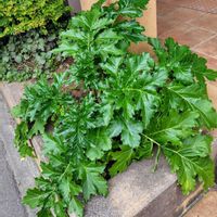 アカンサスの画像