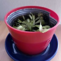 ハエトリグサ,iPhone撮影,リビング・ダイニングの画像