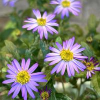 ノコンギク,コンギク,花のある暮らし,今日のお花,自宅にての画像