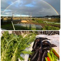 ナス,水菜,サントリー本気野菜ミニトマト金あま,シシトウ、アマナガピーマン,空を見上げての画像
