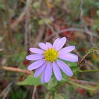 ノコンギク,ノコンギク,野紺菊,ノコンギク﹙野紺菊﹚,野紺菊　ノコンギクの画像