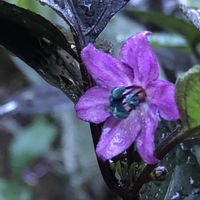 とうがらし,観賞用トウガラシ　ブラックパール,観賞用とうがらしの画像