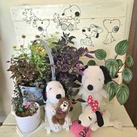 ガイラルディア,とうがらし,アルテルナンテラ,ペペロミアアルギレイア(スイカペペ),ユーホルビア紅彩雲閣の画像