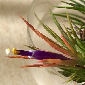 チランジア,チランジア イオナンタ,チランジアKの画像