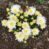 ジャスミン,キク（菊）,お花のある暮らし,Have a good day✨,お花や植物は癒し♡の画像