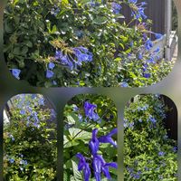 アロニア,オキザリス,ランタナ,ルリマツリ,サフィニアの画像