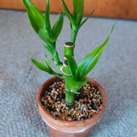 ミリオンバンブー,観葉植物,ガーデニング,ボタニカルライフ,お庭の植物の画像