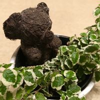 プミラ,買物メモ,次男Kの画像