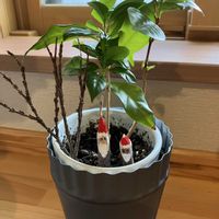 コーヒーの木の画像