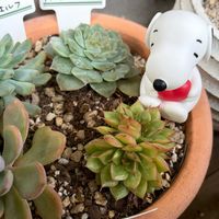 ハイビスカス,ポーチュラカ,ペンデンス,アメイジング・グレイス,今日の お花の画像