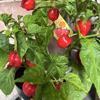 ハバネロ,ご近所さん,辛そう⁉️,鉢植えのハバネロの画像