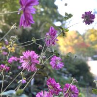 サワギキョウ,シュウメイギク,ムラサキシキブ,シラタマホシクサ,感謝の画像