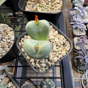 コノフィツム,コノフィツム 金鳳殿,多肉植物,多肉のある暮らし,冬型多肉の画像