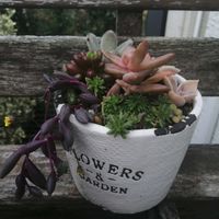 銘月,ガーデニング,多肉棚,ウッドデッキ,多肉植物とサボテンの画像