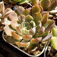 シャビアナ,シャビアナ,フリル,多肉植物のある暮らし,多肉女子の画像