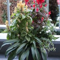 センニチコウ,ジャスミン,エキナセア　プリティパラソル,ケイトウコリー(こぼれ種)の画像