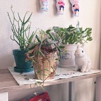 ルビーネックレス,ミルクブッシュ,ポトス・エンジョイの画像