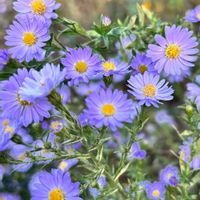 ユウゼンギク,友禅菊,ウラナミシジミ,弁天ふれあいの森公園の画像