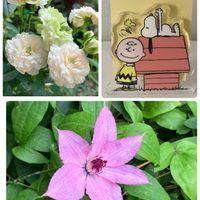 クレマチス,オキナワスズメウリ,ミニバラ・グリーンアイス,災害復旧の祈り,毎月2日はスヌーピーの日の画像