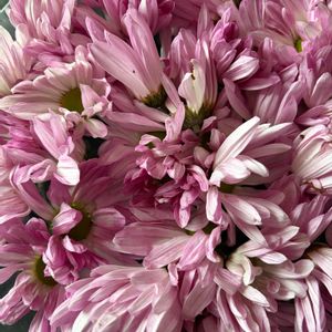 キク,花壇,ガーデニング,野菜の花,キク科の画像