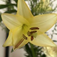 ユリ,スカシユリ,日曜日はビタミンカラーの日の画像