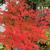 ブルーベリー,ヤマブキ,イロハモミジ,ヤマモミジ,どうだんツツジの画像