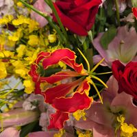 グロリオサの画像