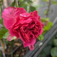 ホテイアオイ,ミニ薔薇,開花中,嬉しい❤️,癒し❤の画像